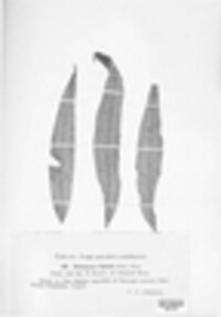Pucciniastrum epilobii image